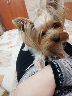 rumige