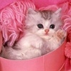 v_yaymanova
