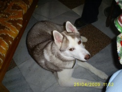 sanichka1