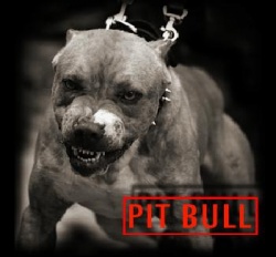 PIDBUL