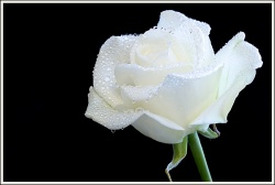 blue_eyes__