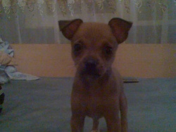 izzi