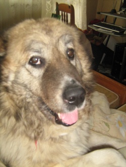 Buneto