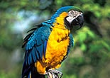 danito_staneva