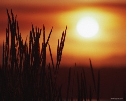 toli_7