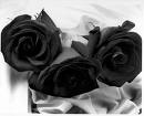 BlackRoses