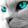 yarka
