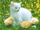 anelia_az