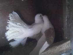 svetlet0