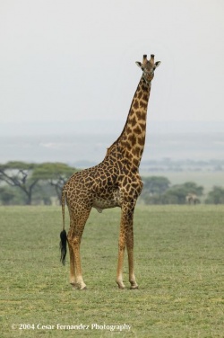 jirafaa