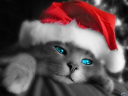 qsmina__m_