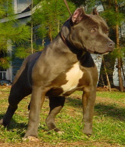 roki1000