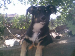 morenti