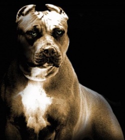 pit_bull124