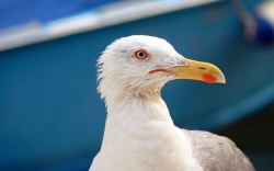 djotika