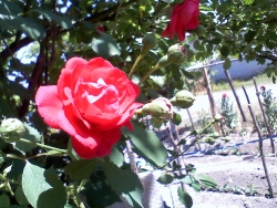 roza_12
