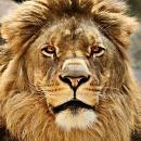 leonn