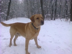 rufcho
