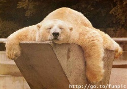 polar