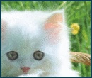 LENKS