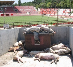 papadureca