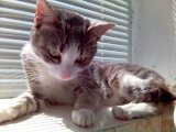 tomio