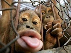 monkey666