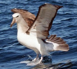 dodiko