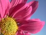 pinkflower