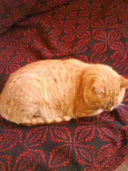 ladystefi