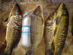 demkaanemo