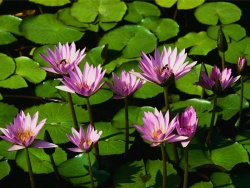 marinaras