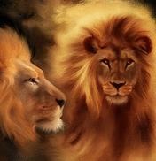 lion3