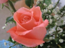 meri52