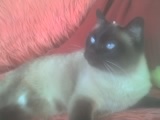 Lussie