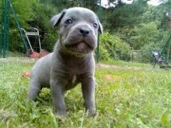 cane_corso