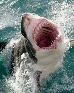 bobtheshark