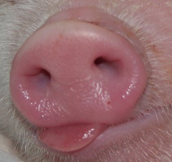 ddjobnata