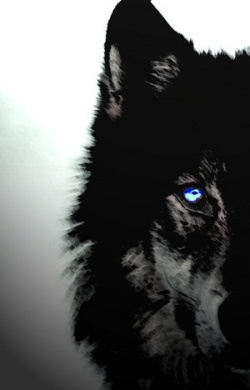 dark_wolf