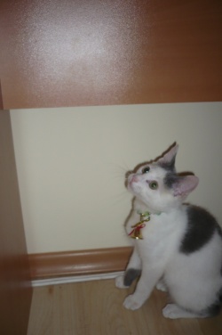 darina2000