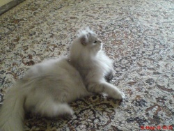 lussien_k