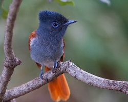 Gallicus
