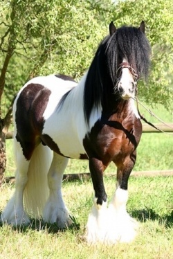 emailo