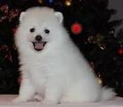 dogi