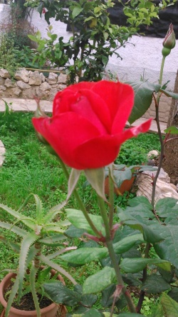 elenaes