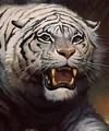 PoorTiger