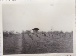 Angelov1953