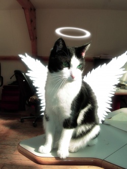 angelb