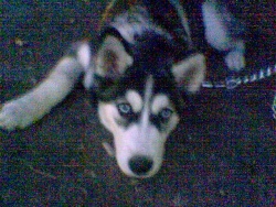 pippo