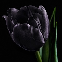 black_tulip